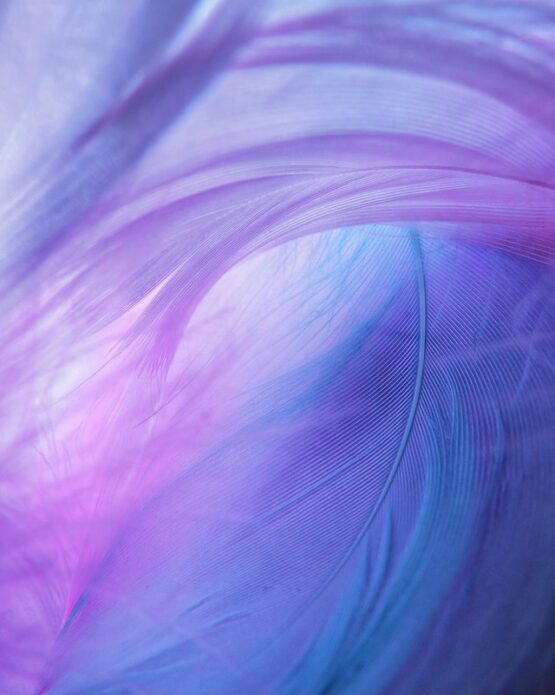 Eine Nahaufnahme einer lila und blauen Feder.